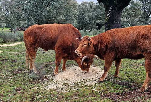 Ganadería de Arriba - Ganado bovino -Escurial de la Sierra, Salamanca