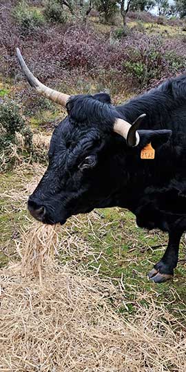 Ganadería de Arriba - Ganado bovino -Escurial de la Sierra, Salamanca