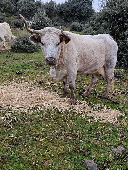 Ganadería de Arriba - Ganado bovino -Escurial de la Sierra, Salamanca