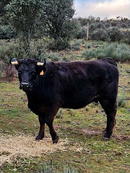 Ganadería de Arriba - Ganado bovino -Escurial de la Sierra, Salamanca